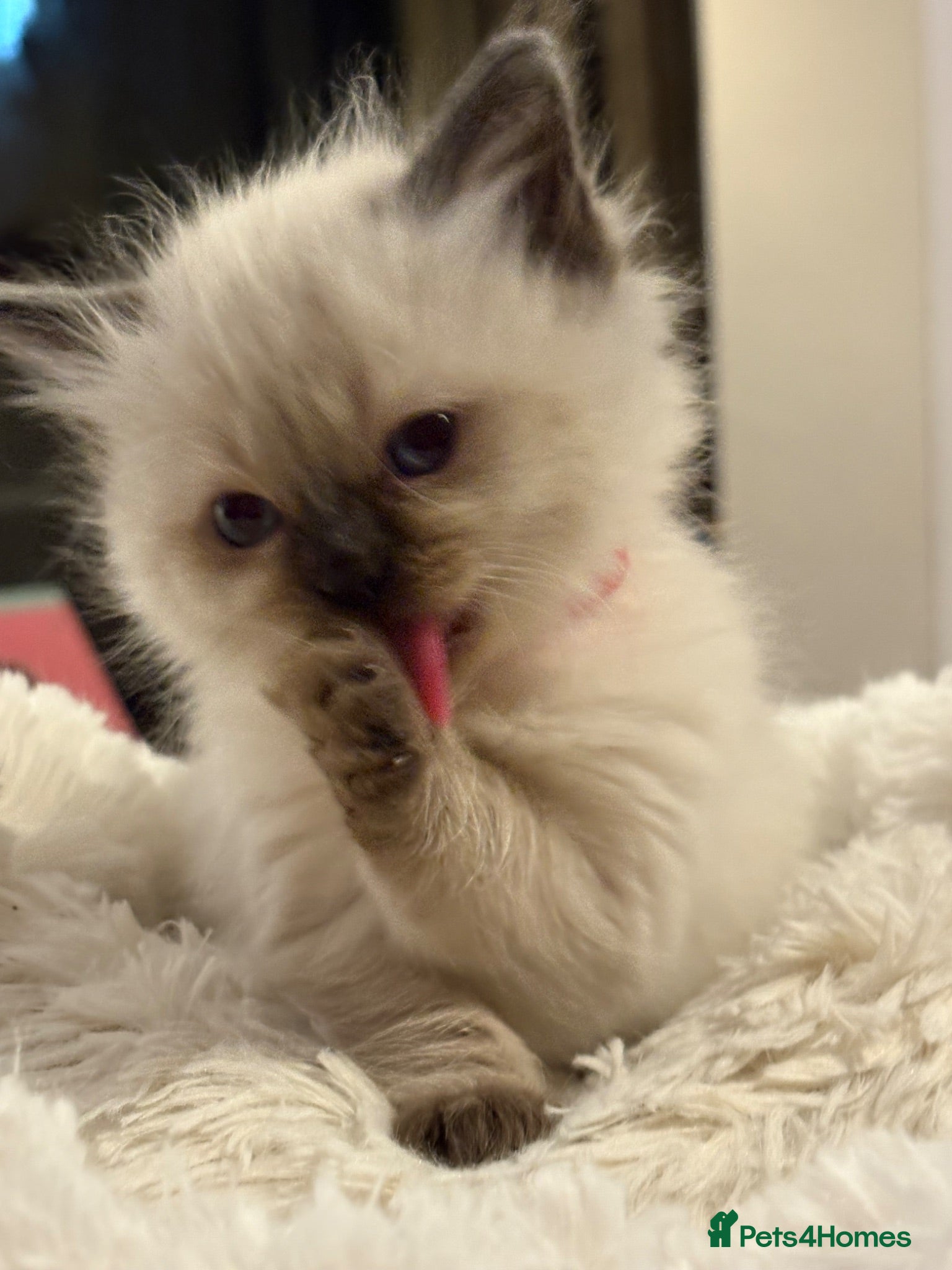 Ragdoll cats Fluffy ragdolls ready for forever home  - Advert 16