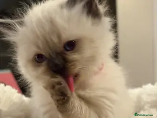 Ragdoll cats Fluffy ragdolls ready for forever home - Advert 16