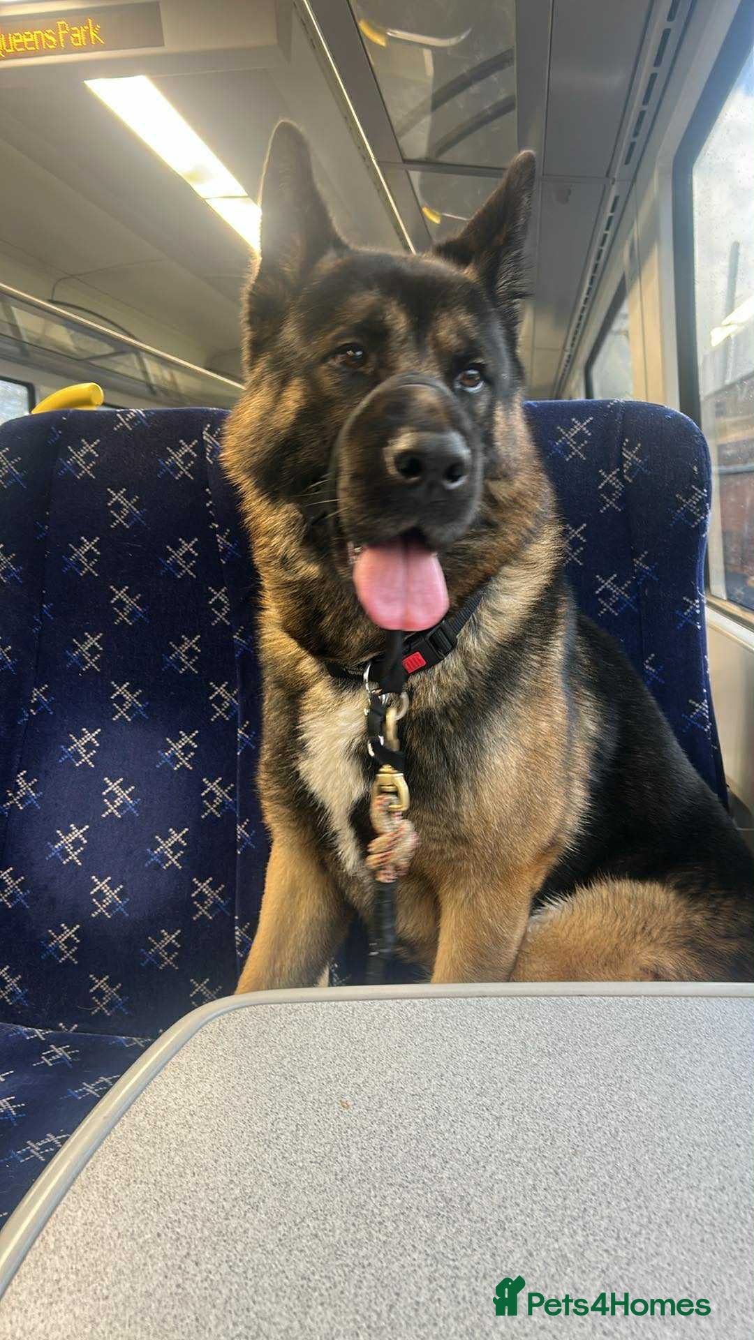 Mixed Breed dogs for sale: german shepherd mix akita - Advert 4