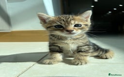 Siberian cats for sale: Half Siberian Wild forest Kittens 2x for £380 - Image 5