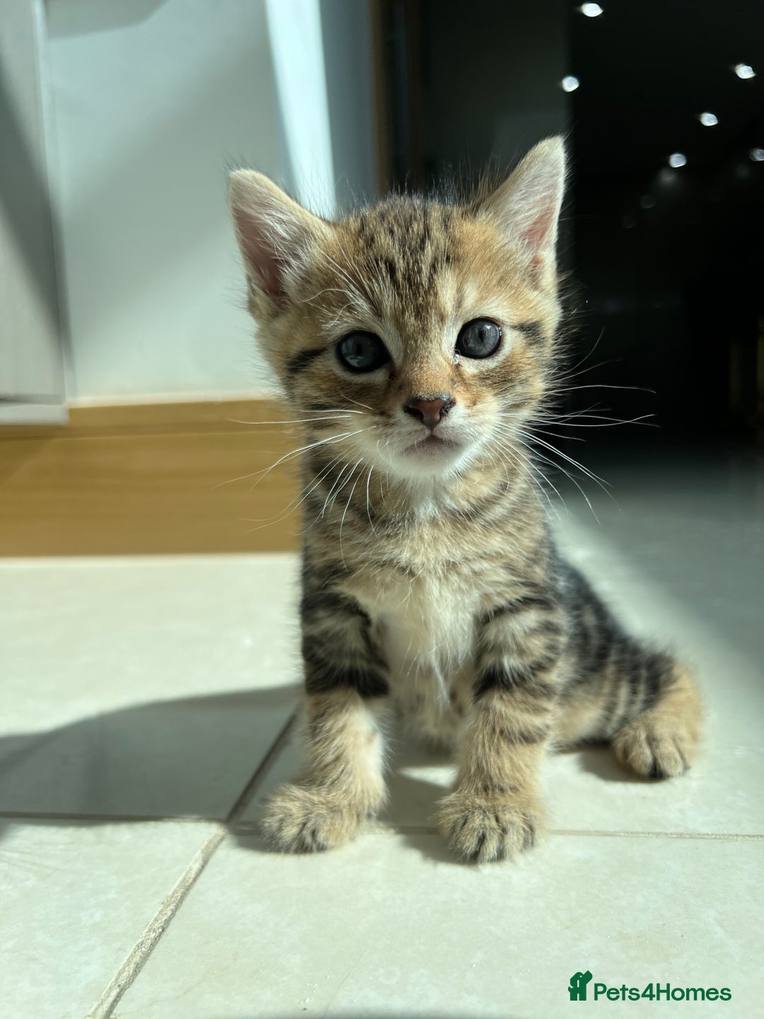 Siberian cats for sale: Half Siberian Wild forest Kittens 2x for £380 - Image 5
