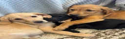 Labrador Retriever dogs for sale: Fox Red & Black Lab Retriever Puppies For Sale - Advert 14
