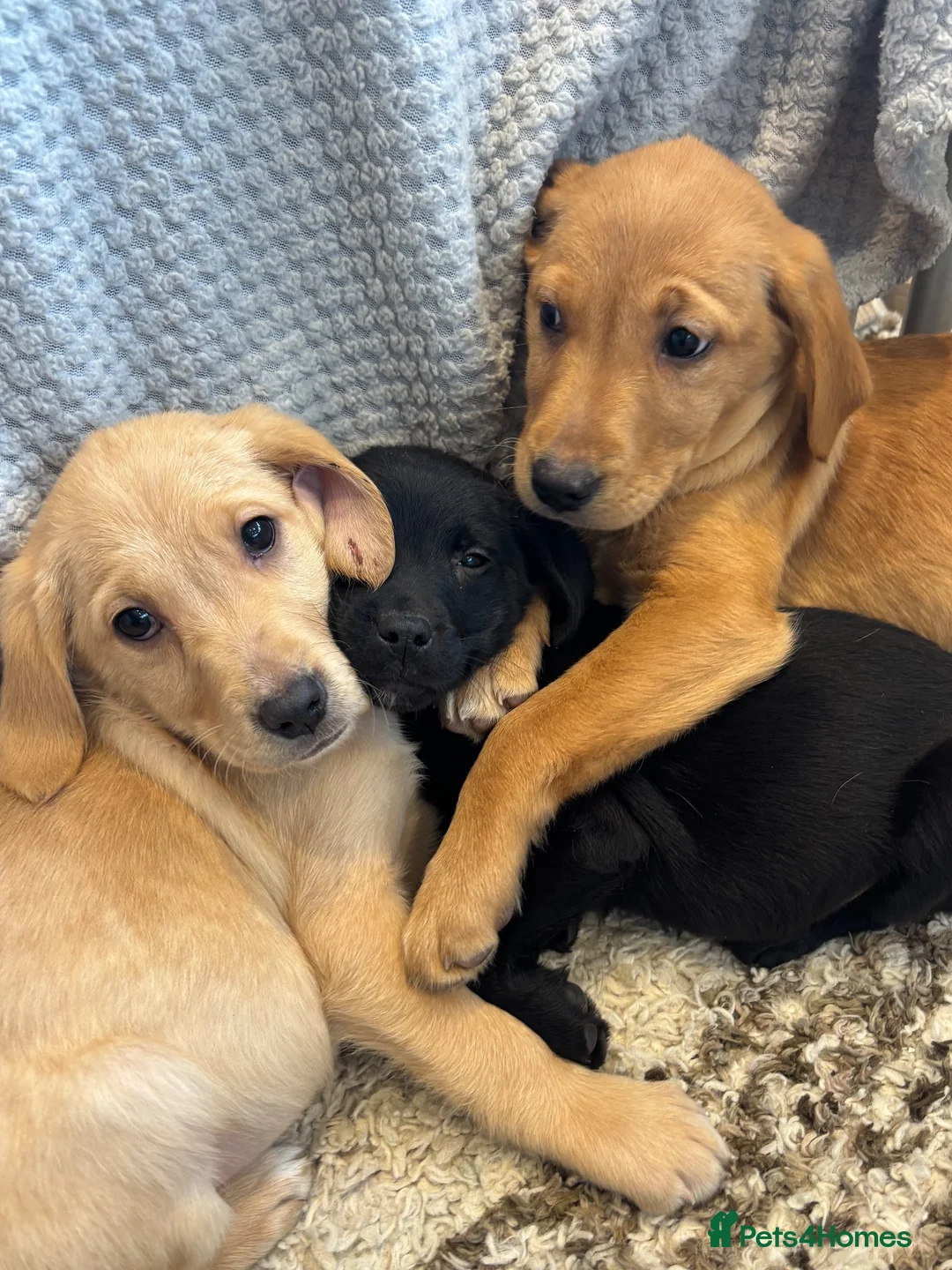 Labrador Retriever dogs for sale: Fox Red & Black Lab Retriever Puppies For Sale - Advert 14