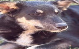 Mixed Breed dogs for adoption: GIZMO - a Lovely young boy for a Loving Home - Image 21