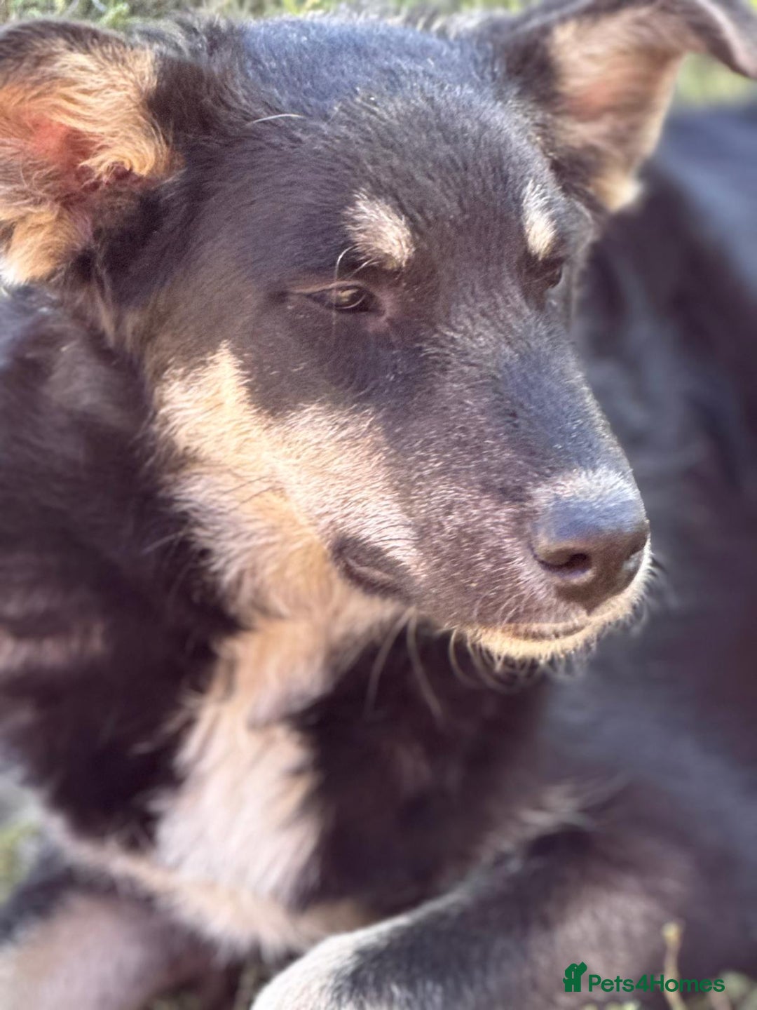 Mixed Breed dogs for adoption: GIZMO - a Lovely young boy for a Loving Home - Image 21