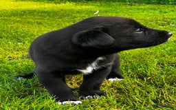 Borador dogs for sale: Collie X Labrador Puppies  - Image 11