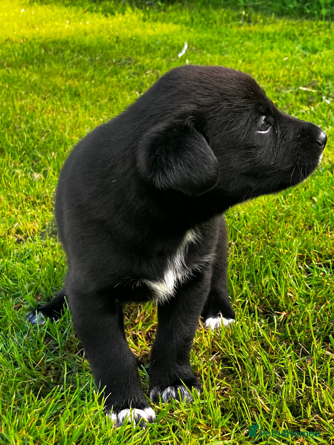 Borador dogs for sale: Collie X Labrador Puppies  - Image 11