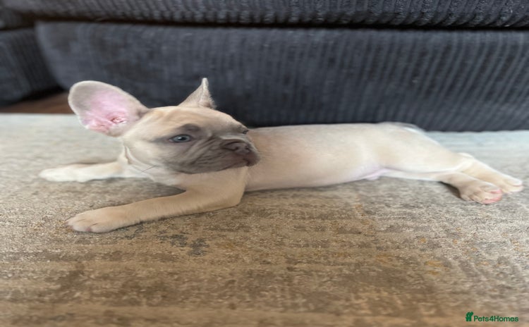 French Bulldog dogs in Bradford - Advert 12