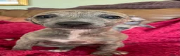 Mixed Breed dogs for sale: Stunning Wiggy’s Italian greyhound x whippet  - Advert 16
