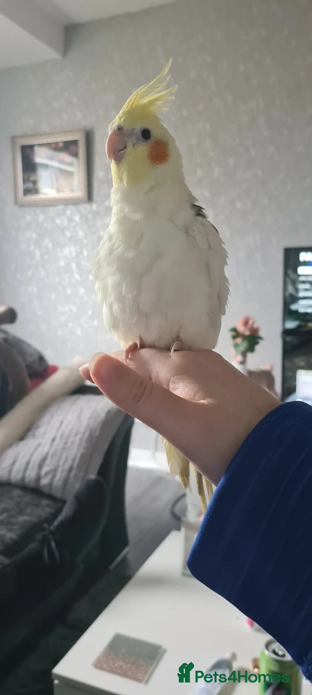 Cockatiels birds for sale: Silly tamed Cockatiel for Sale - Advert 4