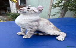 Keetso cats for sale: Breath taking polydactyl curled eared girl  - Image 9