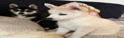 Pomsky dogs for sale: 3 Adorable Pomsky Puppies  - Advert 11