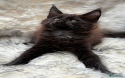 Maine Coon cats for sale: Maine Coon Kittens ❤️ GCCF and TICA registered  - Image 11