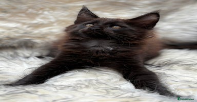 Maine Coon cats - Advert 5