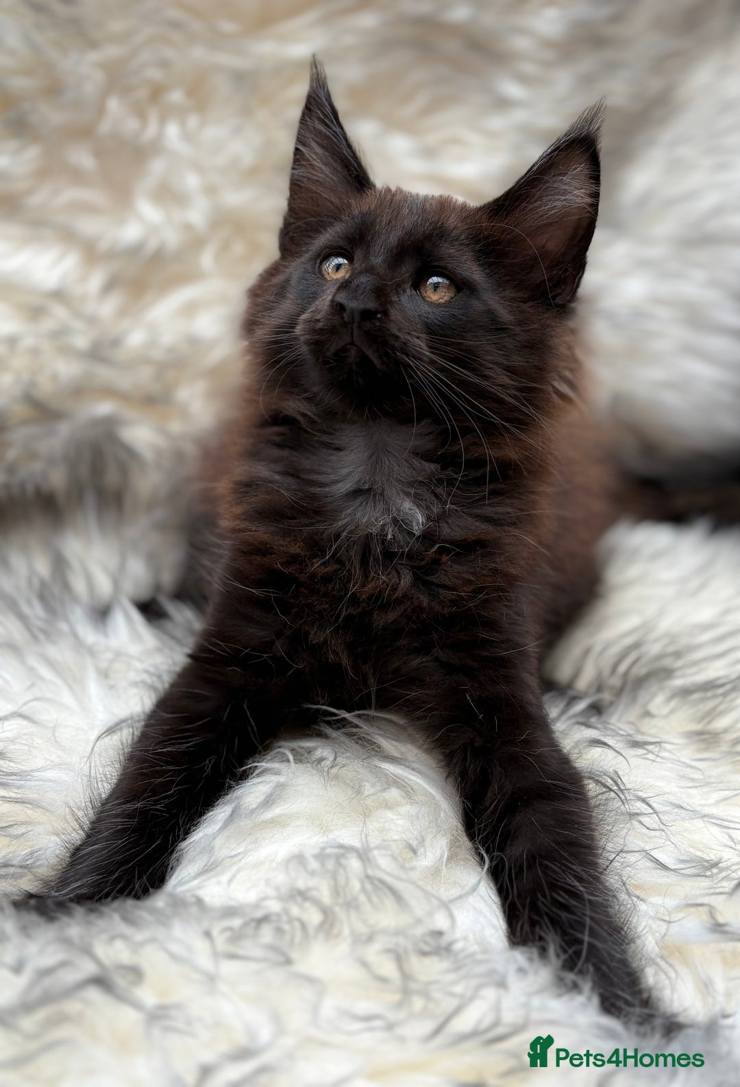 Maine Coon cats for sale: Maine Coon Kittens ❤️ GCCF and TICA registered  - Image 11
