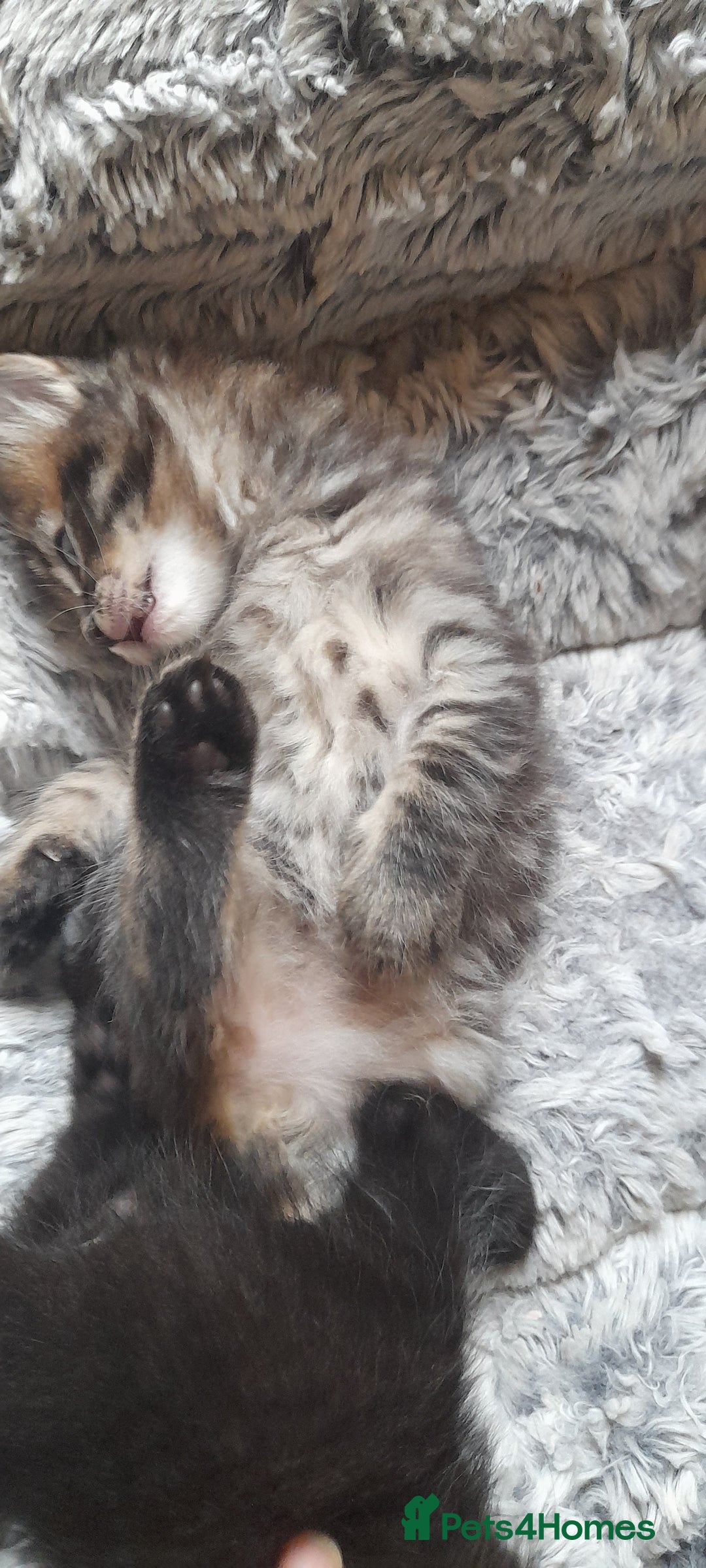Mixed Breed cats for sale: Kittens  - Image 20