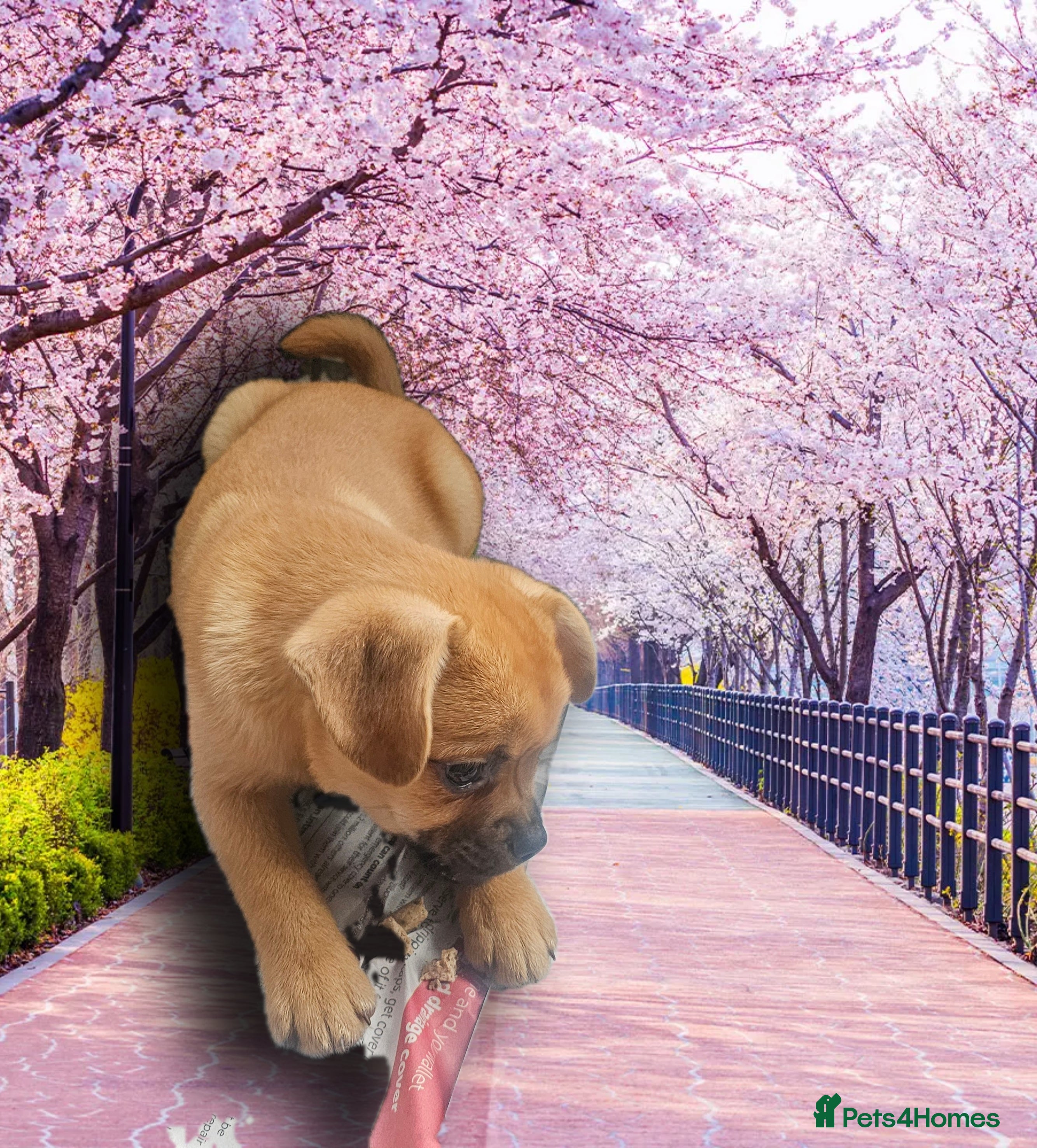 French Bulldog dogs ❤️⭐️  Adorable Frenchie poms ❤️⭐️ ONLY 3 LEFT ⭐️ - Advert 20