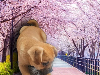 French Bulldog dogs ❤️⭐️ Adorable Frenchie poms ❤️⭐️ ONLY 3 LEFT ⭐️ - Advert 10