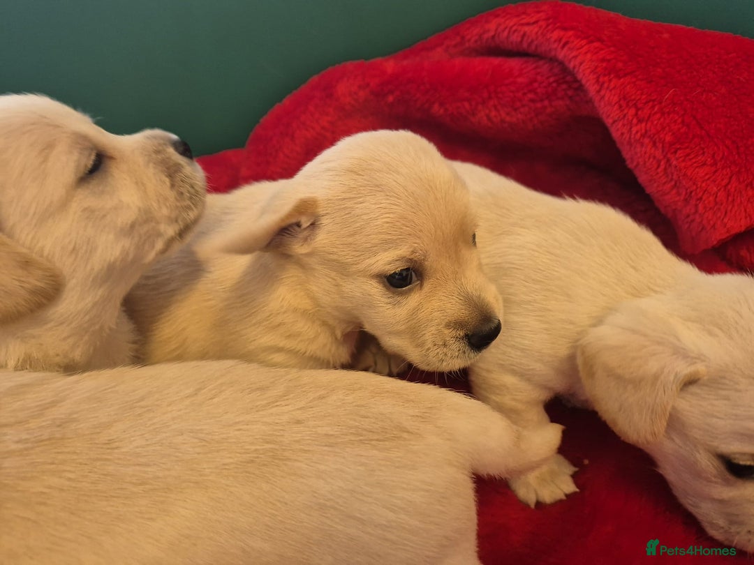 West Highland Terrier dogs for sale: WEST HIGHLAND DAXIE'S - Image 29