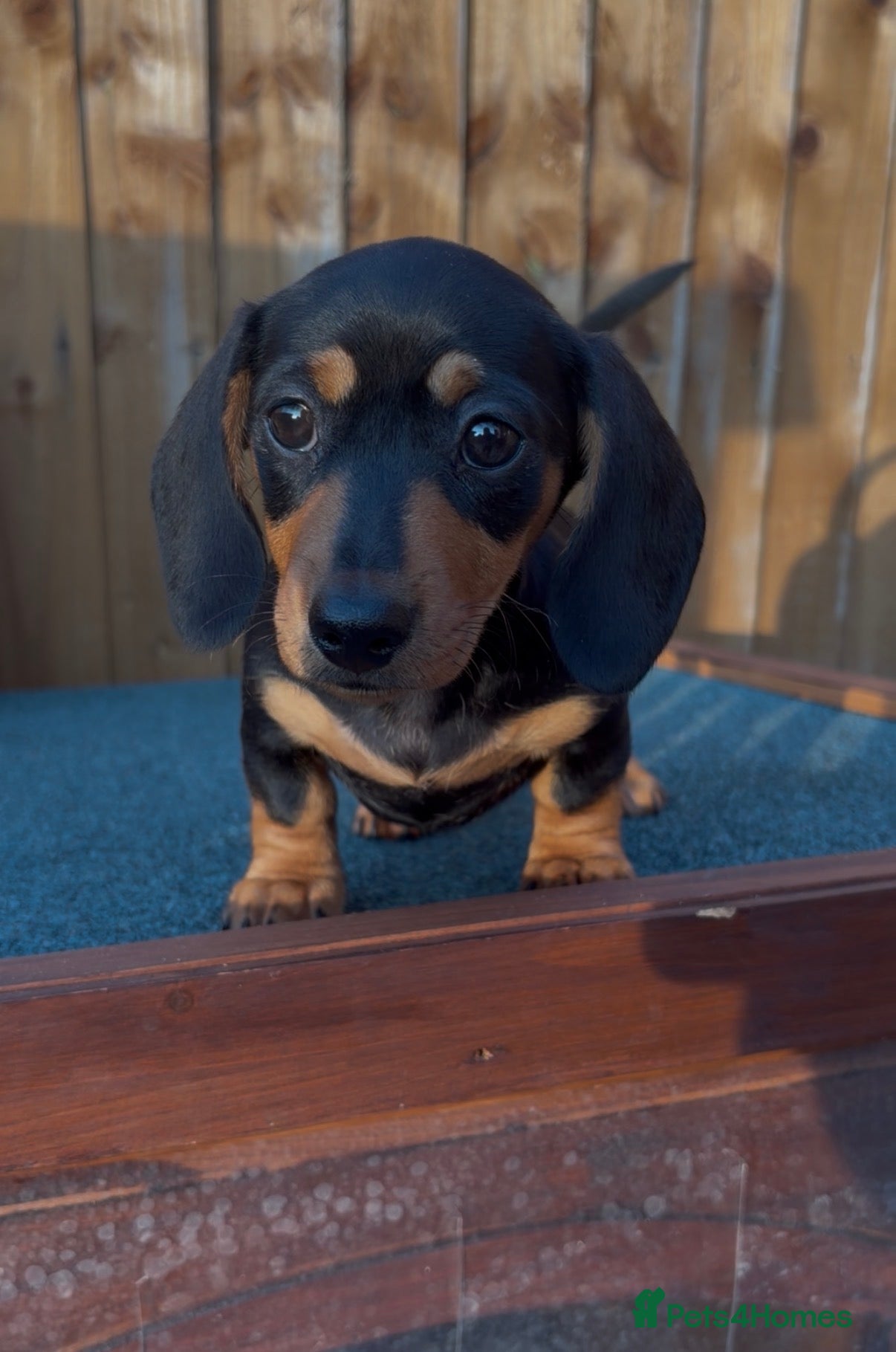Miniature Dachshund dogs Lovely Miniature Dachshund Puppy’s Ready Now - Advert 2