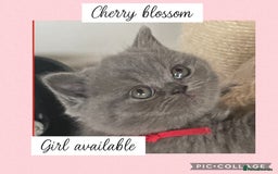 British Shorthair cats for sale: 🌸 Champion GCCF British Shorthair’s 🌸 - Image 9