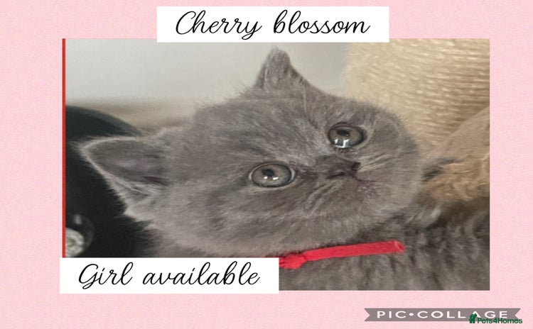 British Shorthair cats - Advert 3