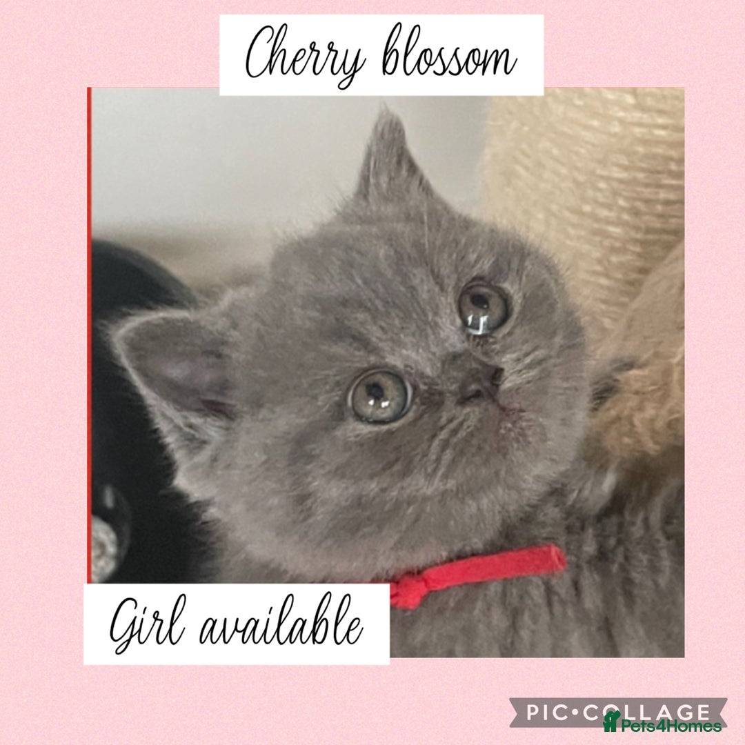 British Shorthair cats for sale: 🌸 Champion GCCF British Shorthair’s 🌸 - Image 9
