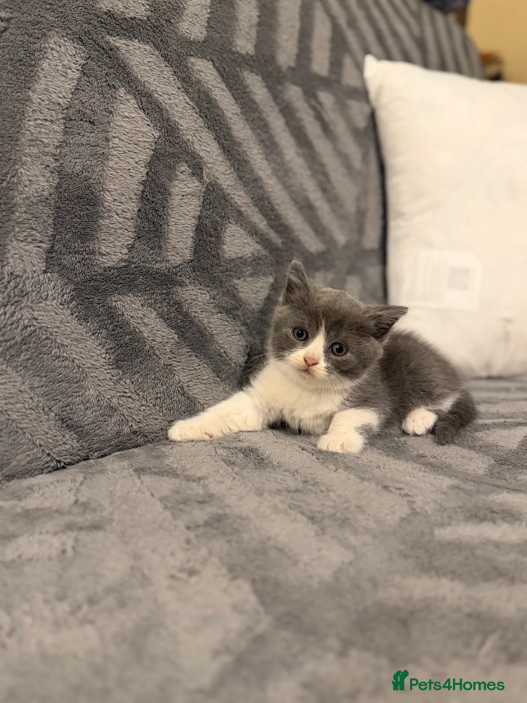Mixed Breed cats for sale: British and Scottish fold - Advert 4