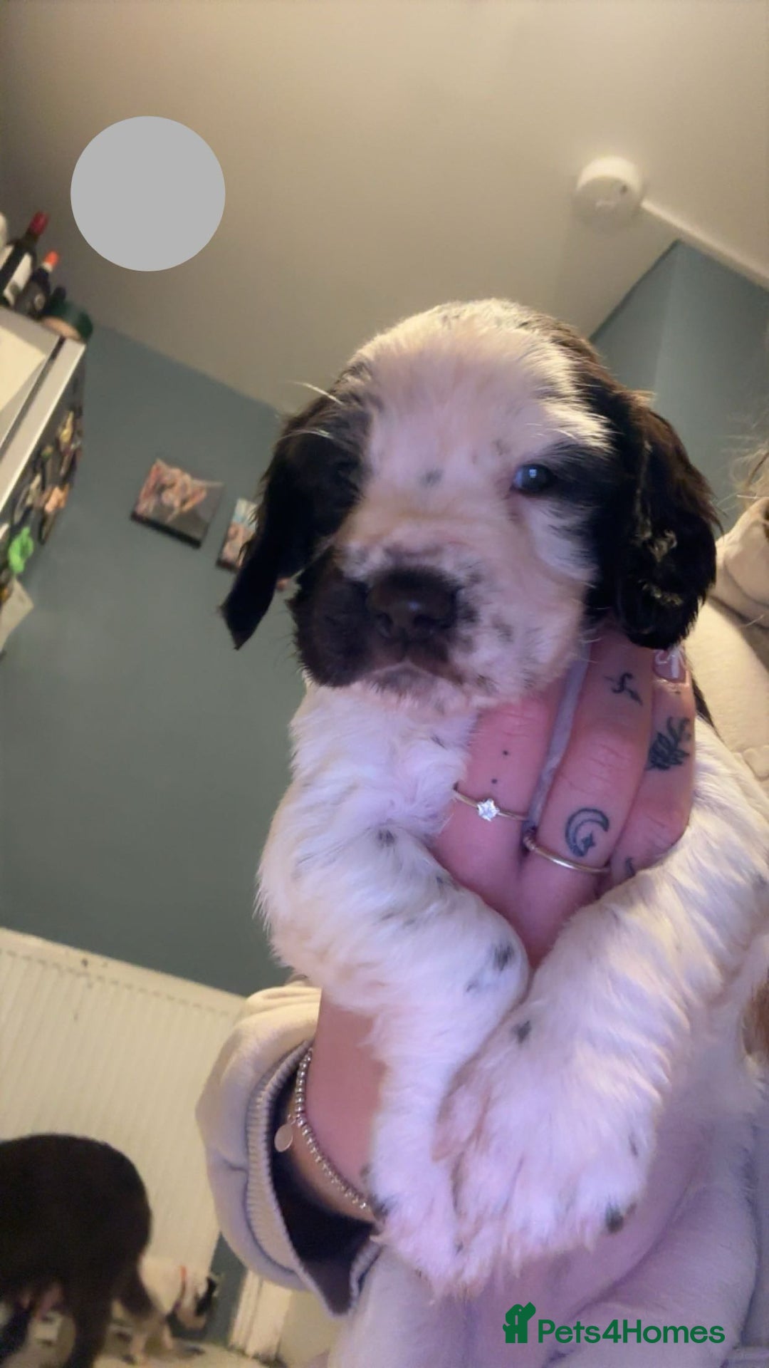 Sprocker dogs for sale: Sprocker Puppies - For Sale - Advert 2