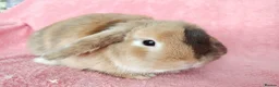 Mini Lop rabbits for sale: Adult mini lop for sale  - Advert 3