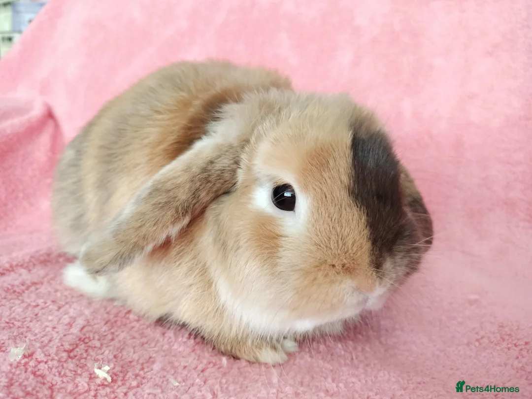 Mini Lop rabbits for sale: Adult mini lop for sale  - Advert 3