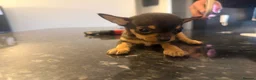 Chihuahua dogs for sale: Pablo and Diego  in Bolton - Advert 4