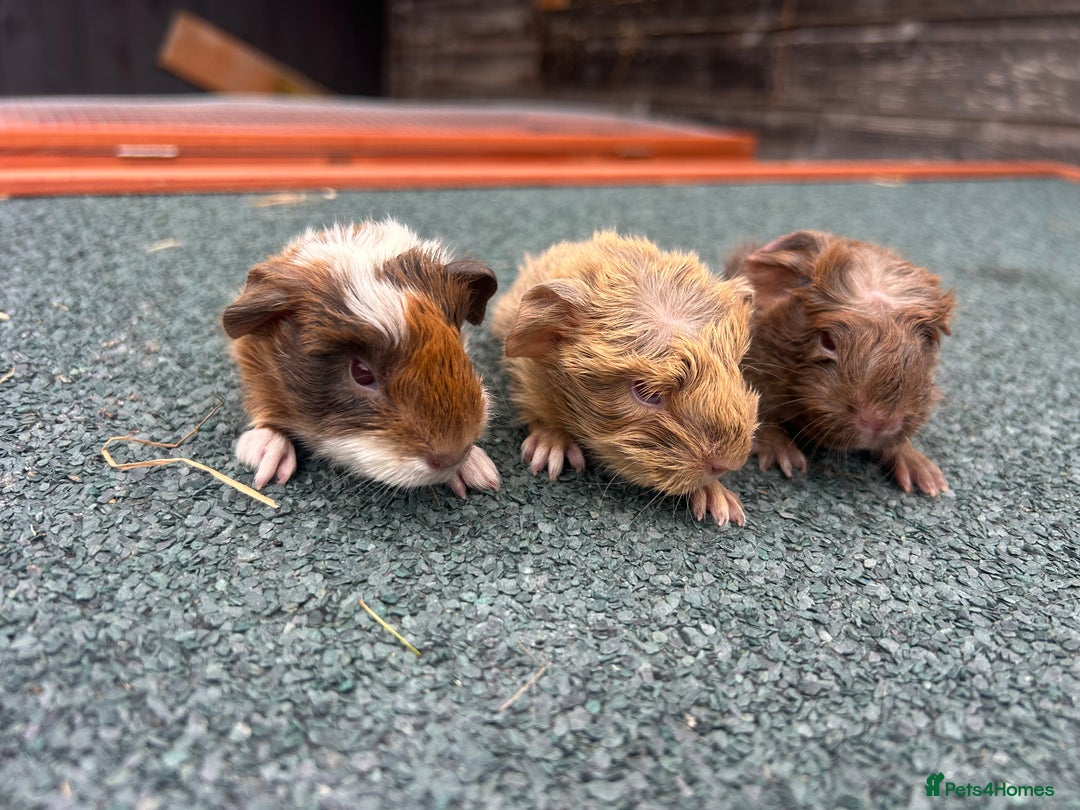 Guinea Pig rodents for sale: Beautiful Baby Guinea pigs to reserve  - Image 13