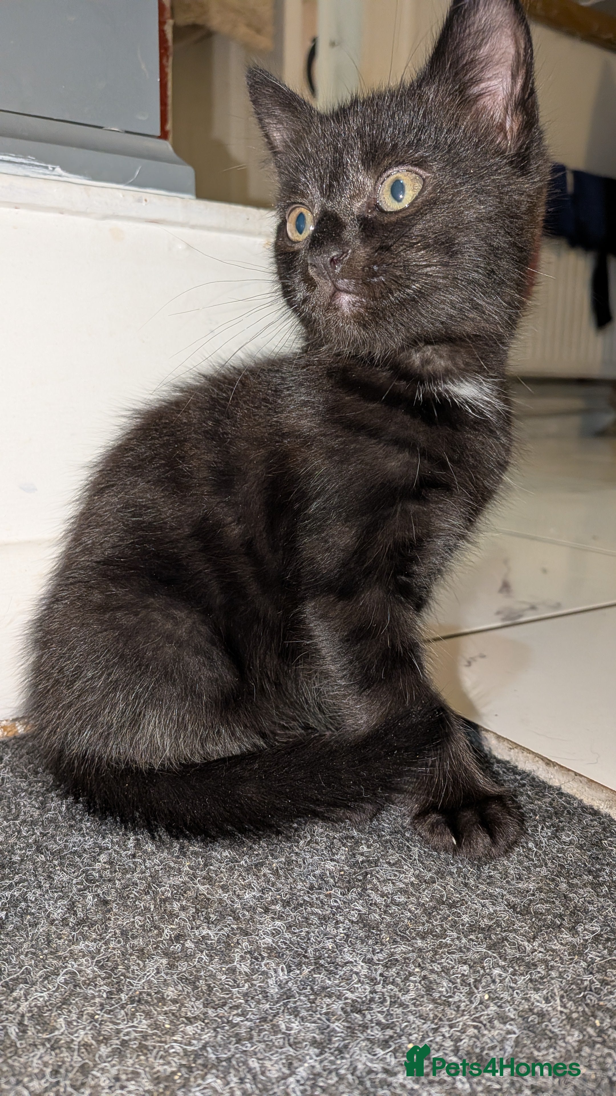 Mixed Breed cats for sale: 9 week old Black/brown tabby kittens - Advert 8