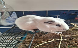 Guinea Pig rodents for sale: Stunning bore guinea pigs - Image 1