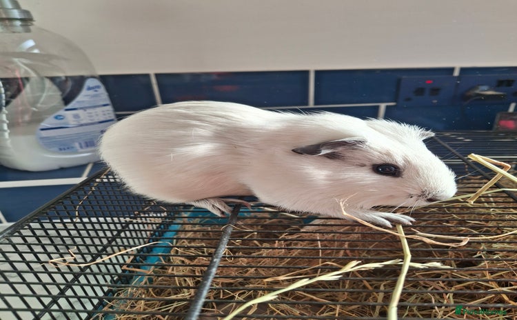 Guinea Pig rodents - Advert 7