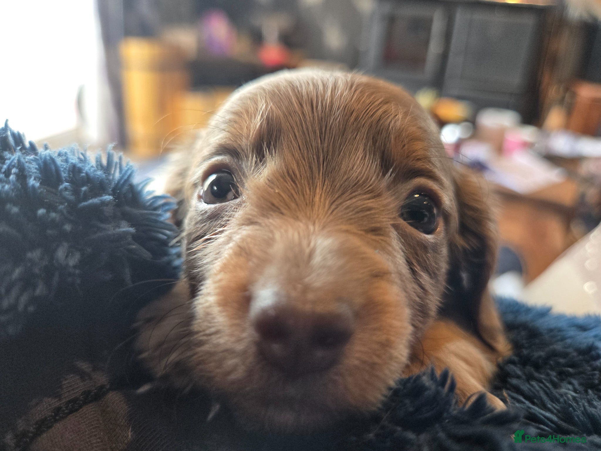 Dachshund dogs for sale: 5 gorgeous dachshund puppies for loving homes in Ludlow - Advert 15