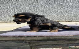 Cocker Spaniel dogs for sale: KC Health tested show type cocker spaniel puppies - Image 23