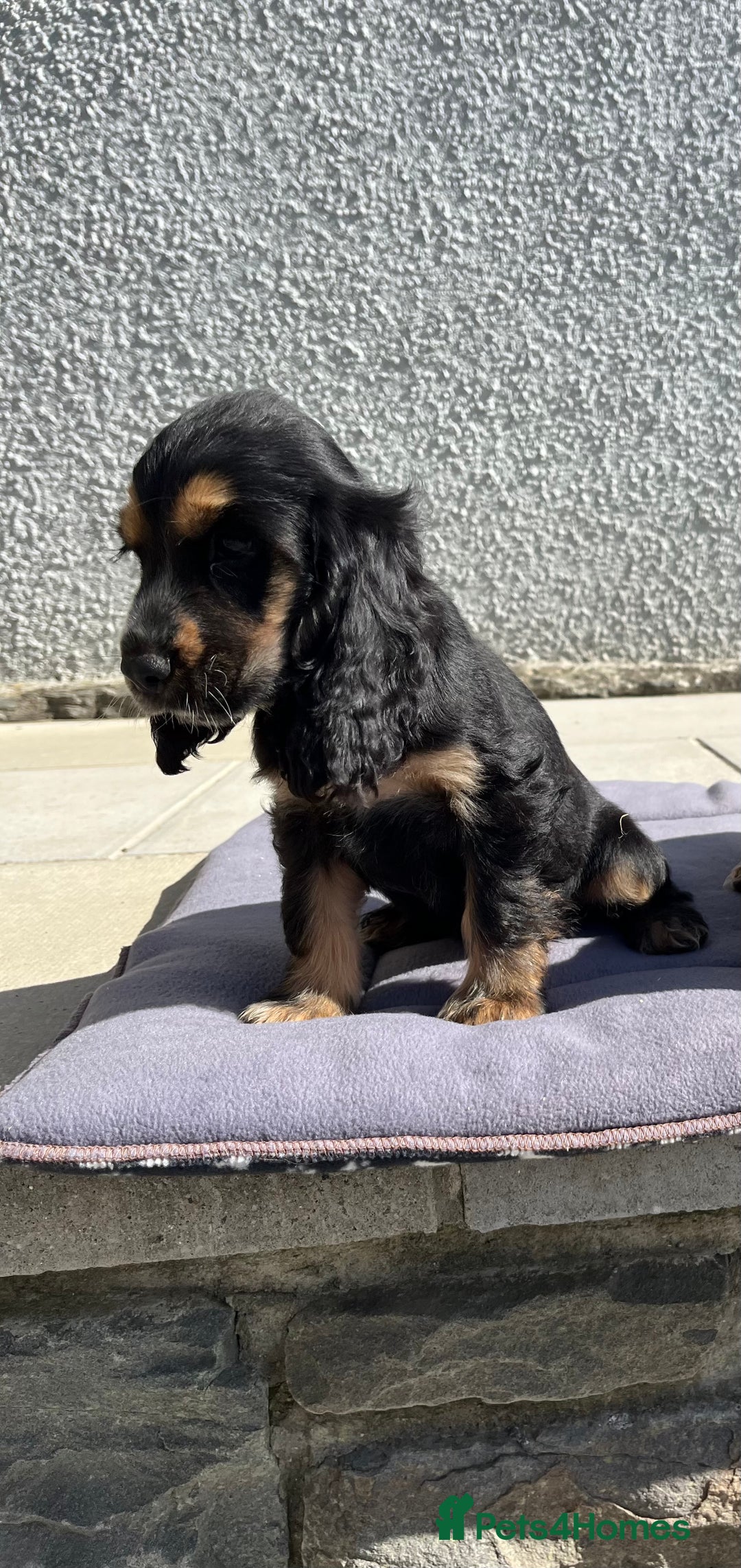 Cocker Spaniel dogs for sale: KC Health tested show type cocker spaniel puppies - Image 23