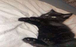 Norwegian Forest Cat cats for sale: Kittens - Advert 6