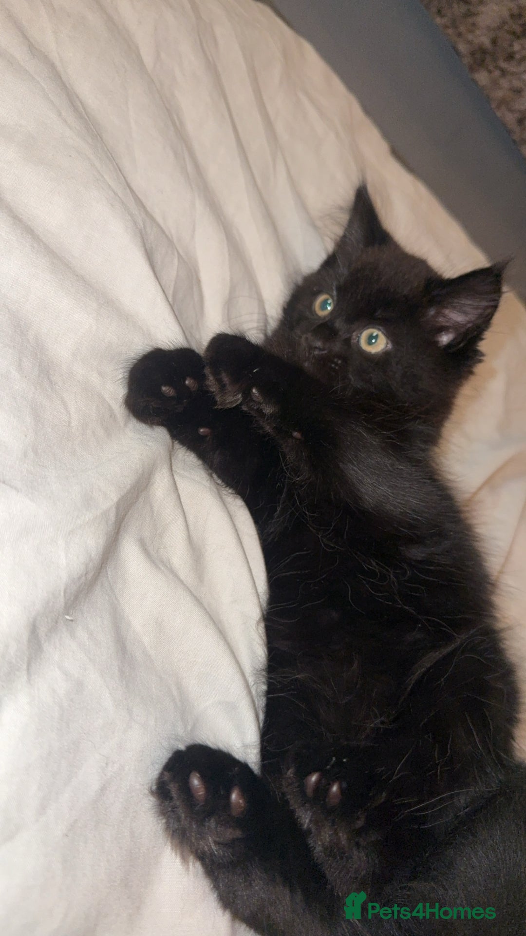 Norwegian Forest Cat cats for sale: Kittens - Advert 6