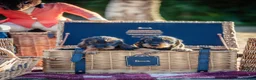 Dachshund dogs for sale: KC Standard Wire-Haired Dachs - Advert 11