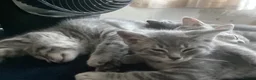 Mixed Breed cats for sale: Ragdoll x British shorthair  - Advert 4