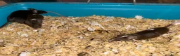 Mouse rodents for sale: Loads of females and males - Advert 4