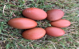 Chickens poultry for sale: Pol Hens For Sale - Image 10