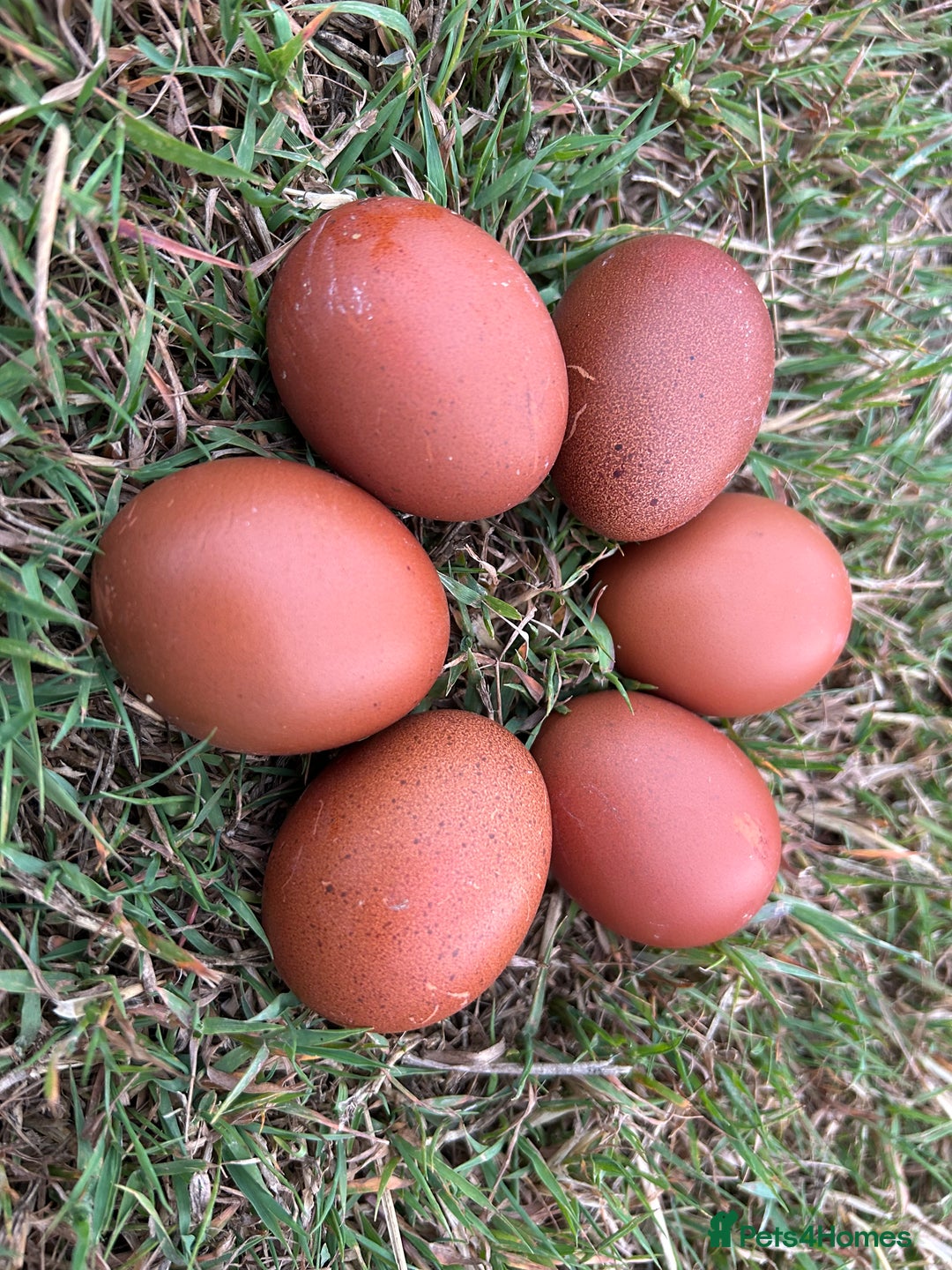 Chickens poultry for sale: Pol Hens For Sale - Image 10