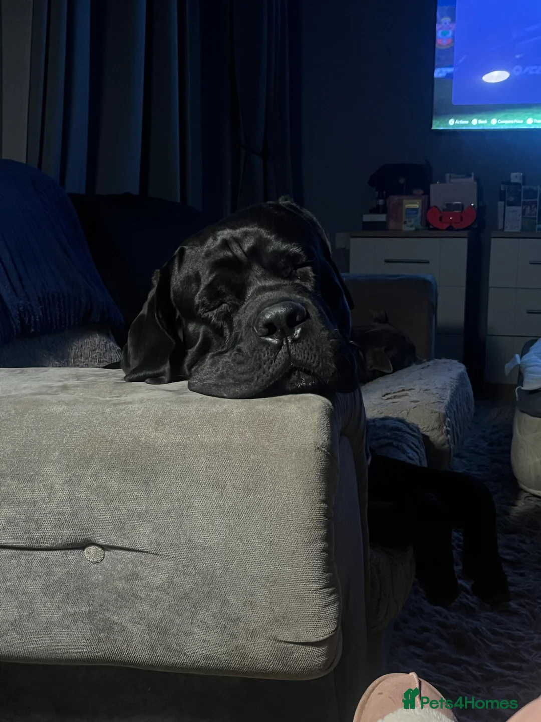 Cane Corso dogs for sale: Cane Corso - Advert 3