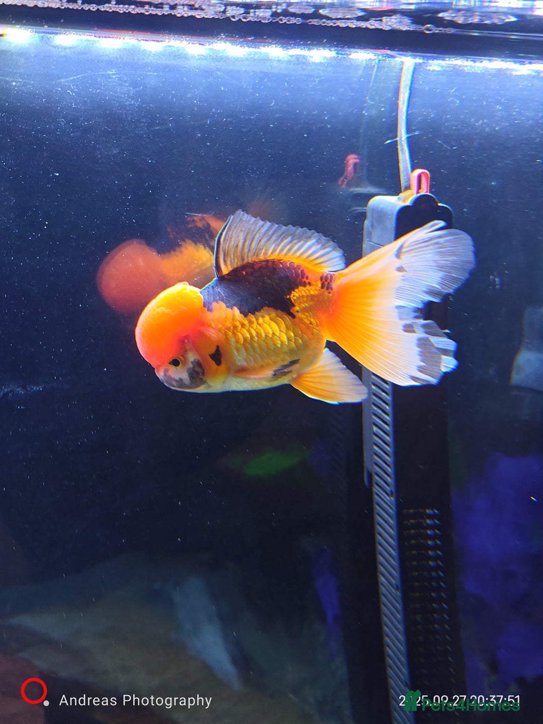 Fancy Goldfish fish for sale: Fancy goldfish Tri colour oranda - Image 3