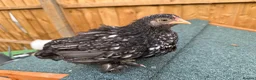 Chickens poultry for sale: Selection of Pekin Bantam and mixed breed chickens - Advert 5