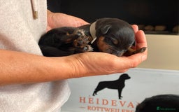 Rottweiler dogs for sale: Superb litter of dual purpose Rottweiler puppies. - Image 38